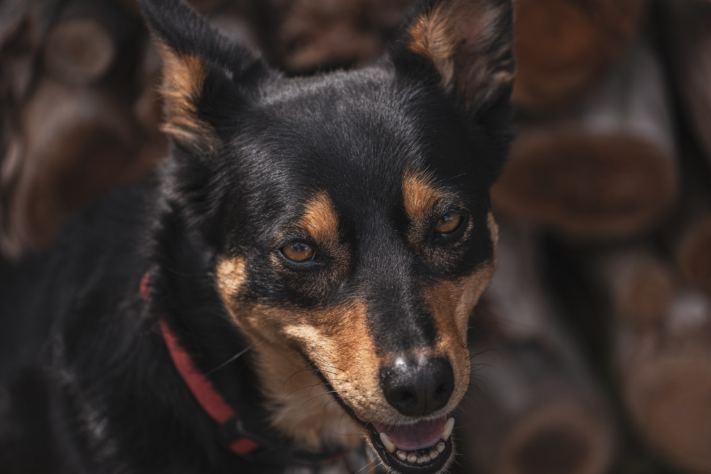 pexels photo 13565285.png