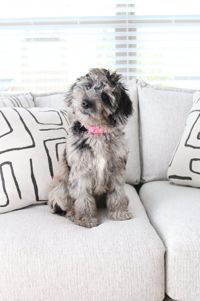 Cute fluffy dog with a pink collar sitting on a stylish modern sofa.