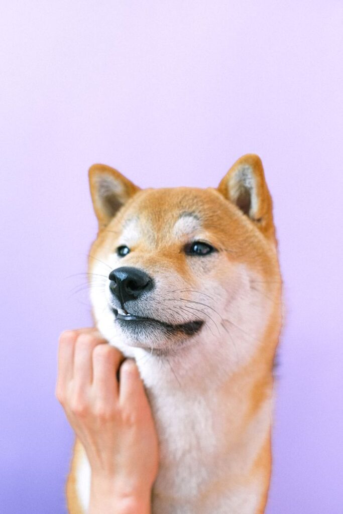 A cute Shiba Inu dog being gently petted against a pastel background, exuding a thoughtful expression.
